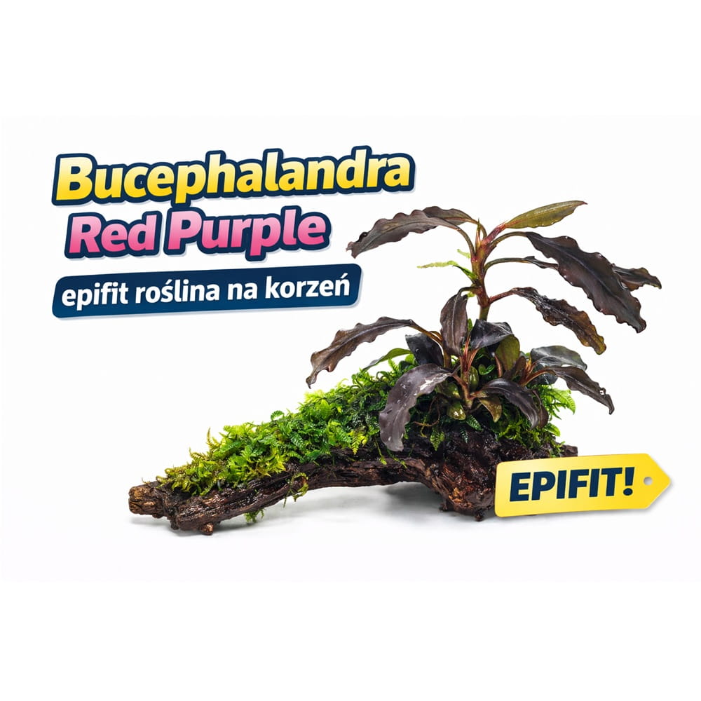 Bucephalandra Red Purple epifit roślina na korzeń łatwa SADZONKA.jpg
